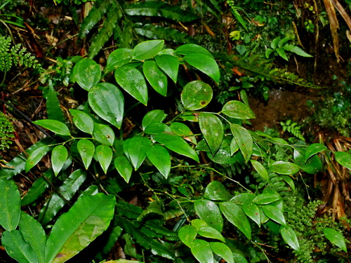 Smilax hayatae (Smilax hayatae)