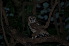 Strix leptogrammica