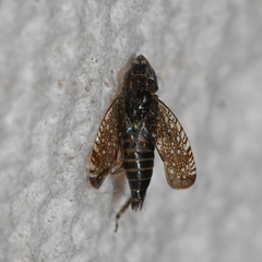 Scaphytopius frontalis