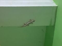 Hemidactylus platyurus