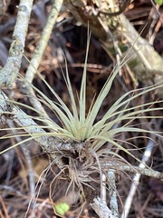 Tillandsia fasciculata