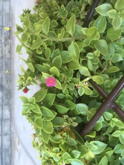 Mesembryanthemum cordifolium