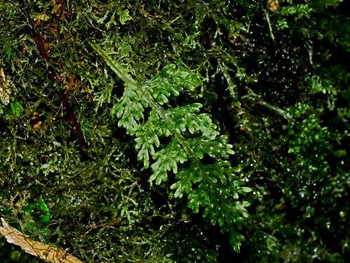 Hymenophyllum badium iNat (3)