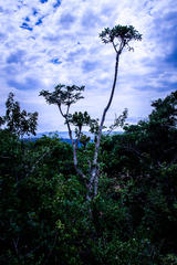 Cussonia nicholsonii