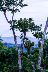 Cussonia nicholsonii