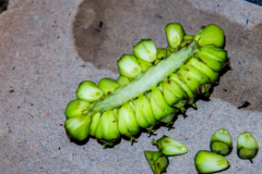 Cussonia nicholsonii