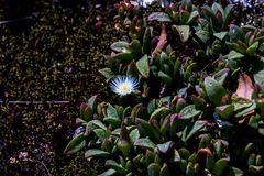Delosperma tradescantioides