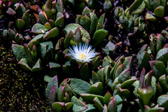 Delosperma tradescantioides