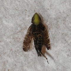 Scaphytopius frontalis