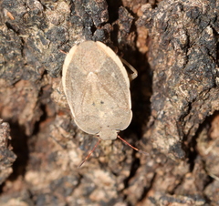 Delegorguella ventralis