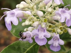 Braunsapis puangensis