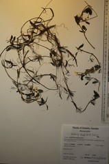 Ranunculus subrigidus