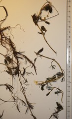 Ranunculus subrigidus