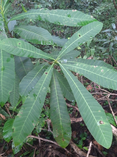Wild cashew (Anacardium excelsum)