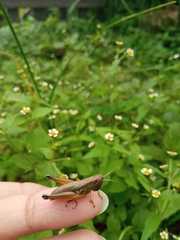 Acrididae