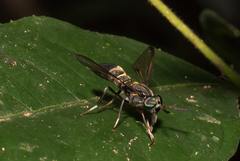 Acanthocera