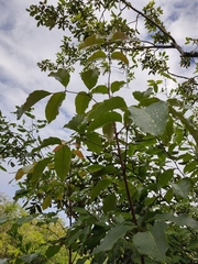 Metopium brownei