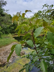 Metopium brownei