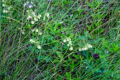 Hermannia grandistipula