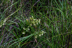 Hermannia grandistipula