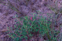 Indigofera williamsonii