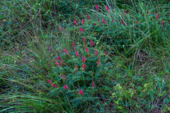 Indigofera williamsonii