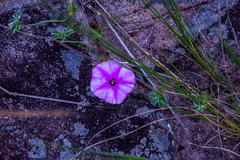 Ipomoea magnusiana