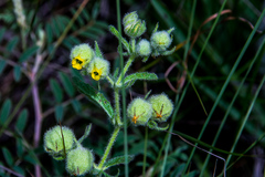 Hermannia grandistipula
