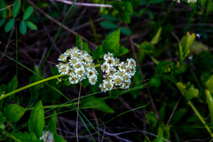 Microglossa mespilifolia