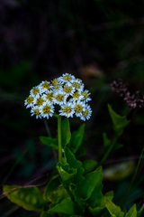 Microglossa mespilifolia