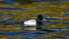 Aythya affinis