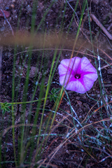 Ipomoea magnusiana