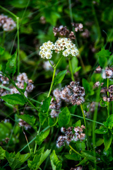 Microglossa mespilifolia