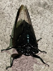 Cryptotympana aquila