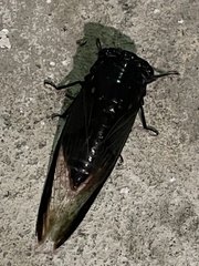 Cryptotympana aquila