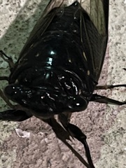 Cryptotympana aquila