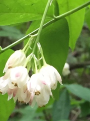 Staphylea pinnata