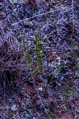 Oldenlandia herbacea