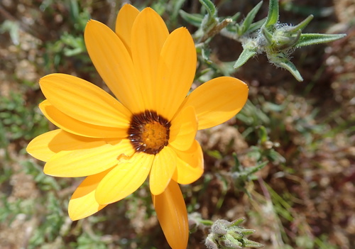 Image of Dimorphotheca pinnata by no rights reserved