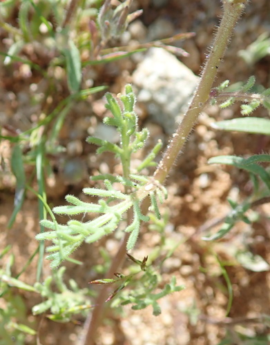 Image of Dimorphotheca pinnata by no rights reserved