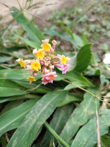 common lantana