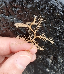 Hydrallmania falcata