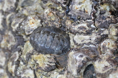 Chitonidae