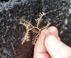 Hydrallmania falcata