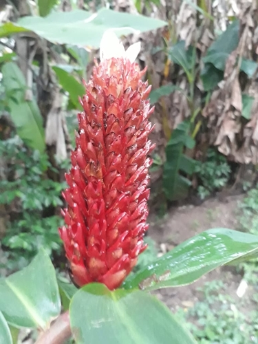 Hellenia speciosa