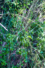 Senecio brachypodus