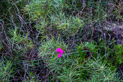 Tephrosia bachmannii