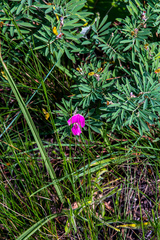 Tephrosia bachmannii