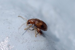 Longitarsus bimaculatus