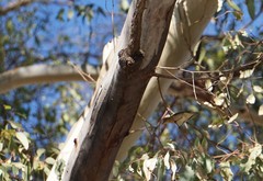 Phylloscopus collybita